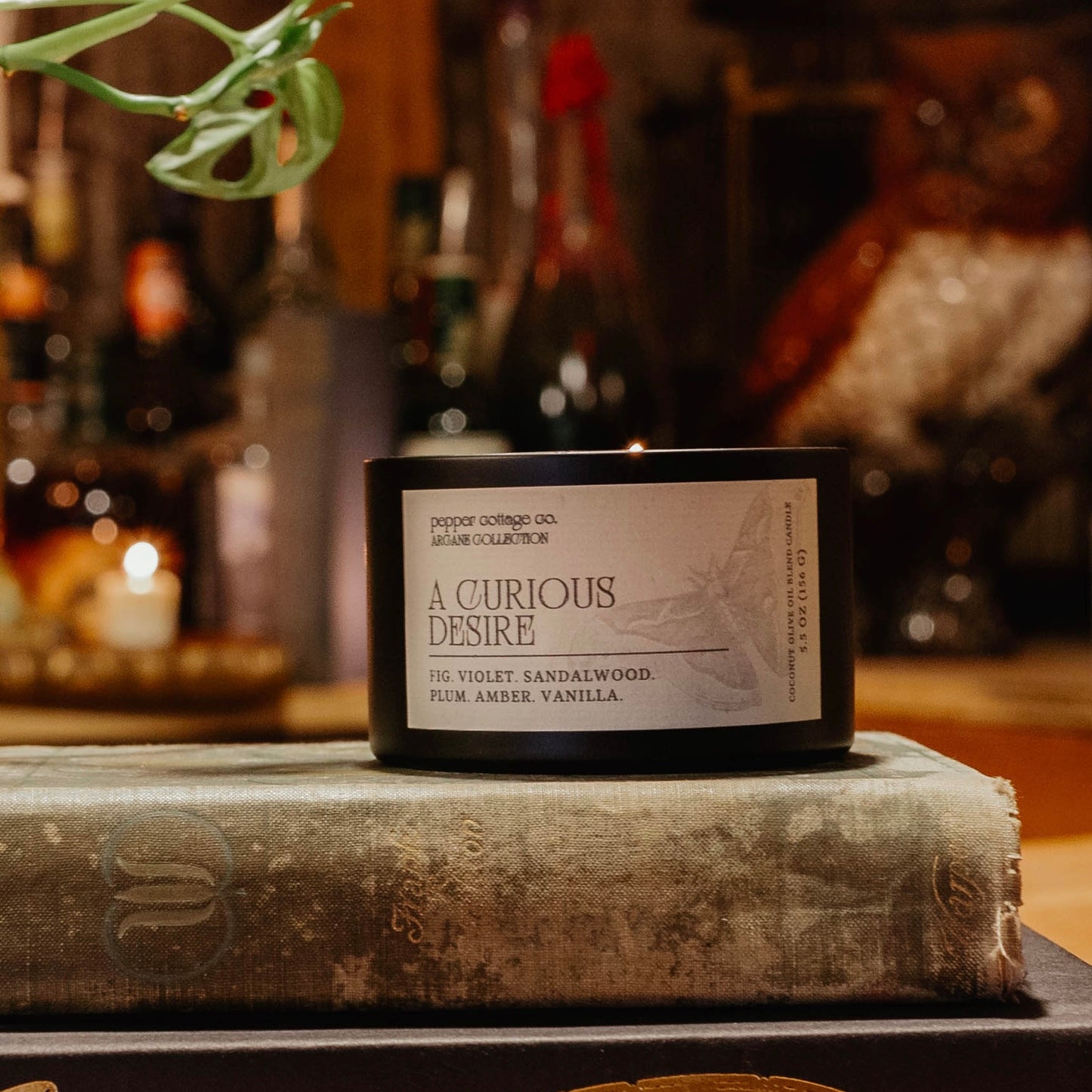 A Curious Desire 5.5 oz Candle Tin | Fig, Violet, Plum, Sandalwood, Plum, Amber, Vanilla | Dark Academia Coconut Blend Candle